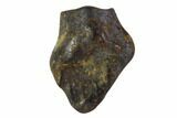 Fossil Ankylosaur Tooth - Montana #108132-1
